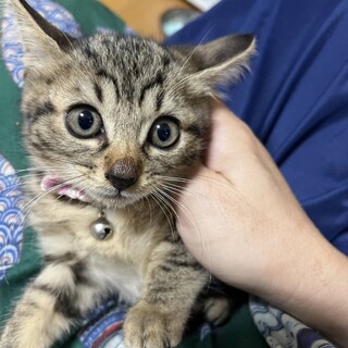 大人しくて甘えんぼなハイジちゃん