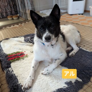 白黒ミックス素直なわんこ「アル」