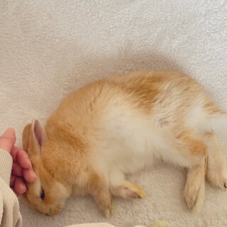 ネザーランドドワーフ