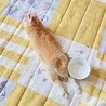 ネザーランドドワーフ サムネイル2