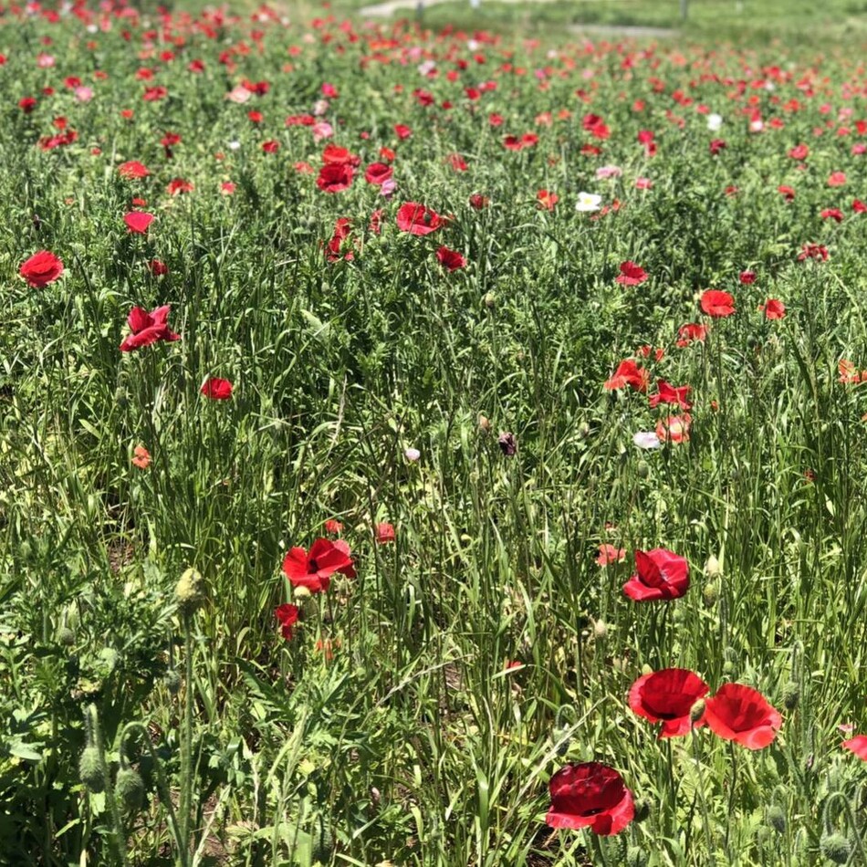 こむぎのカバー写真