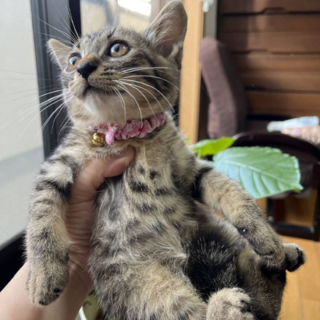 活発おもちゃ大好きクララちゃん