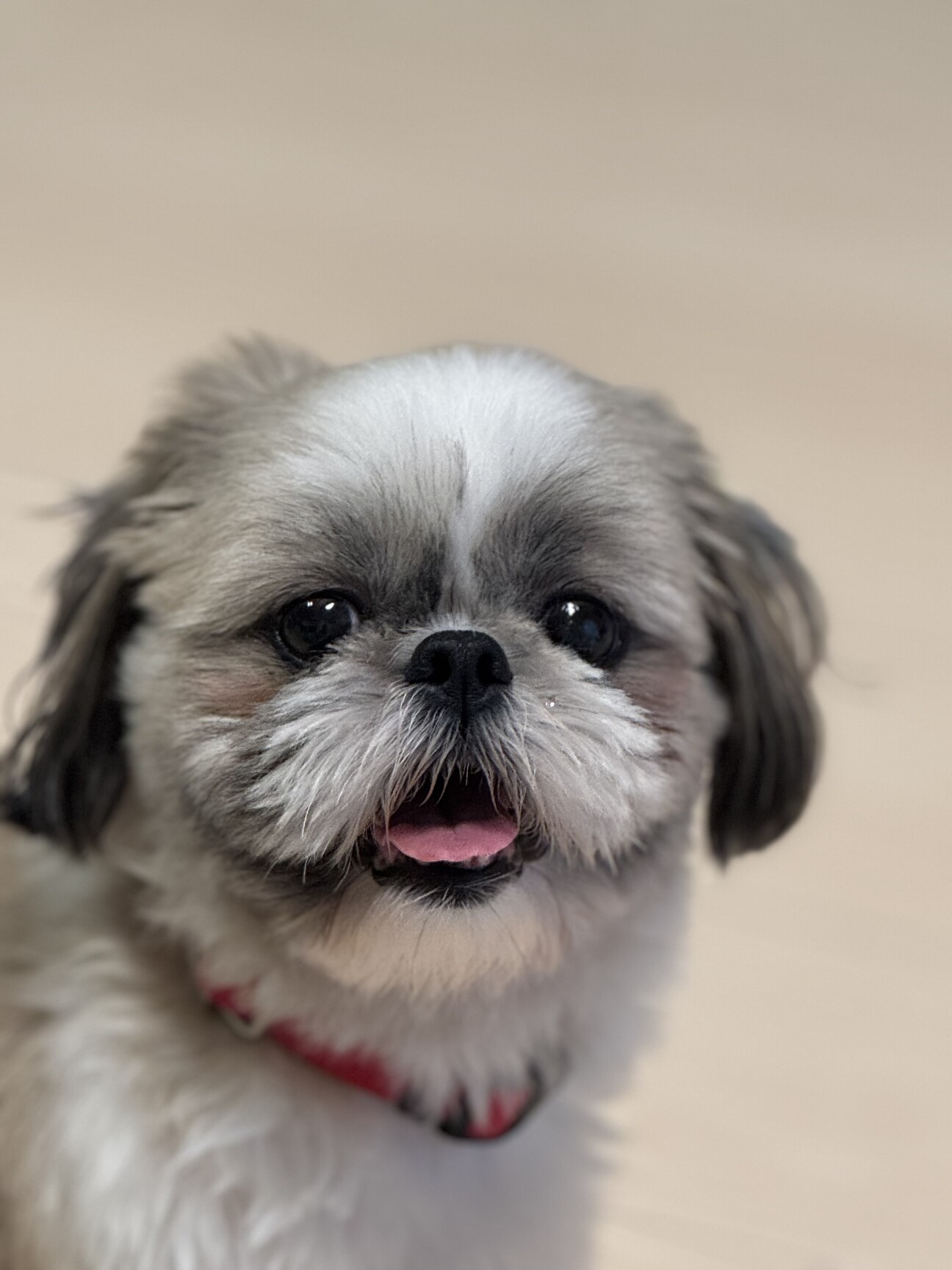 何年一緒におっても仲良しやね☺️💕, 相性抜群❤︎, チャコとコロの子供見てみたかったなぁ〜🐶👶, ., #愛犬 #チャコロコチャ #シーズー # シーズー大好き部 #シーズーlove #シーズー犬 #いぬバカ部 #ふわもこ部 #シーズー多頭飼い #いぬすたぐらむ #いぬのきもち ..., image size:1296x1728