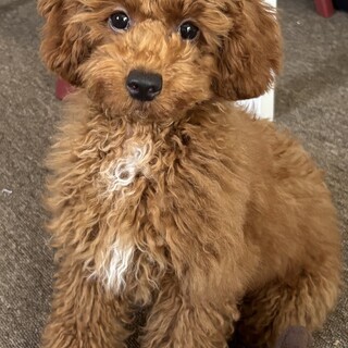 終生お世話していただける方募集します