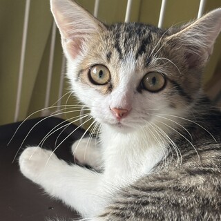 控えめに甘えてくる末っ子さんすけ