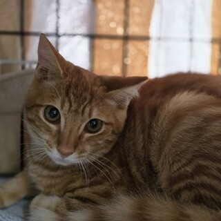 おっとり優しい性格のグルートくん