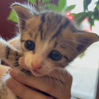 可愛すぎる子猫の『プリンス』君☆