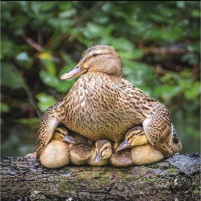 ネコちゃんがほしいのカバー写真