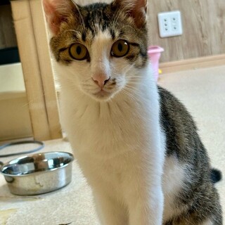 思いっきり甘えたい！まだまだちびちゃんポップくん