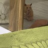 しらきみ