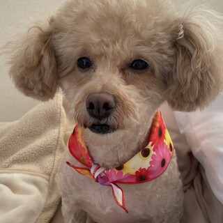 元気いっぱいのトイプードルの女の子です！