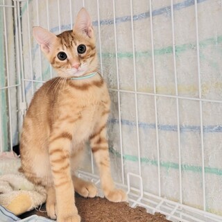 抱っこ♥抱っこ♥虎トラベビーちゃん(≧∇≦)b♥里親様募集　虎 抱っこ♥抱っこ♥虎トラベビーちゃん(≧∇≦)b♥里親様募集 虎 【公式