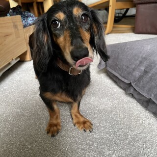 どこに行くにも一緒がいいの♡なランプちゃん