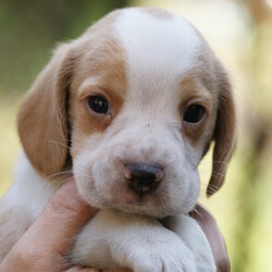 マーチが死にました