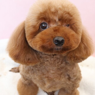 トイプードル(4歳)女の子