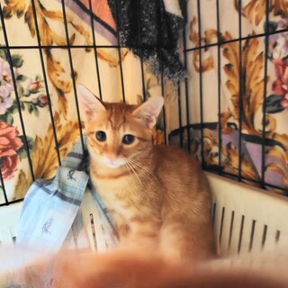 チャトラ【マリー】のトライアルOK！（予約中）