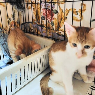 チャシロ【ゴールド】のトライアルOK！（予約中）