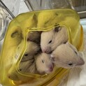 キンクマハムスターの里親様募集
