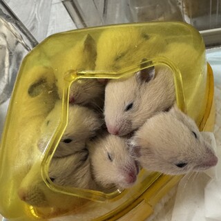 キンクマハムスターの里親様募集