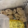 キンクマハムスターの里親様募集 サムネイル2