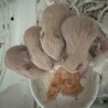 キンクマハムスターの里親様募集 サムネイル3