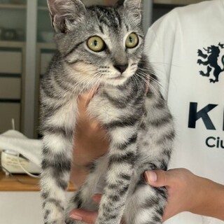 かわいい男の子サバトラくん