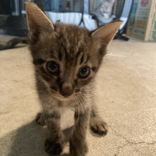 事前に見学OK！男の子キジ2ヶ月にゃん！