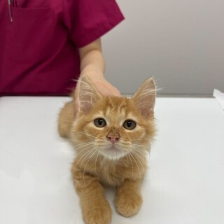 少しずつ人に慣れてきたせとかちゃん！3ヶ月