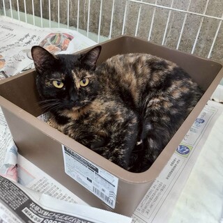 サビ柄の女の子【はんこ】ちゃん♡