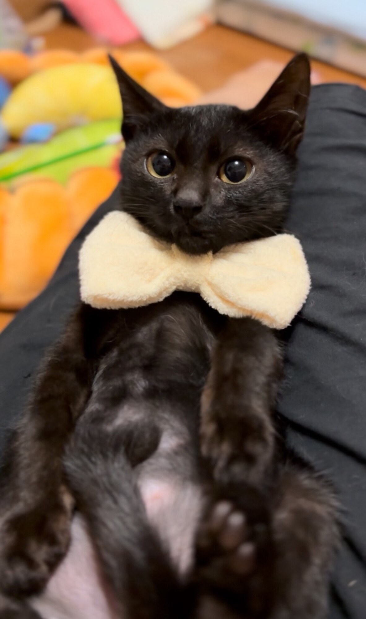 病み猫♡つぎはぎ猫♡黒