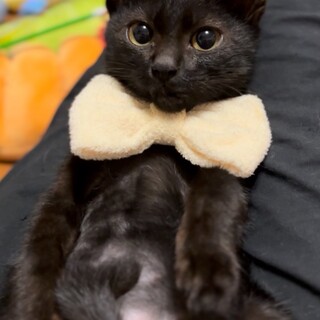 キラキラ瞳の甘えん坊♡はづきくん