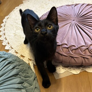 隠れ黒白ツンデレ♡もんたくん