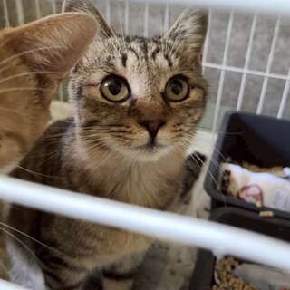 可愛いキジトラの男の子【天心（てんしん）】くん