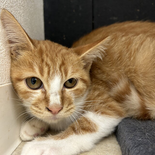 ビビリ好奇心旺盛もみじちゃん(11/24譲渡会）