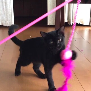 人懐っこい元チビクロくん