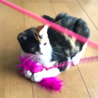 美人で元気な三毛ちゃん