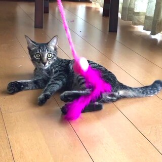 尻尾が短いキジトラくん