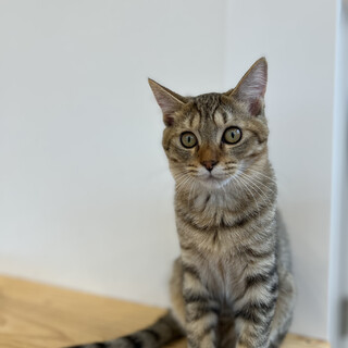 2ヶ月のおっとり男の子ぐりくん！