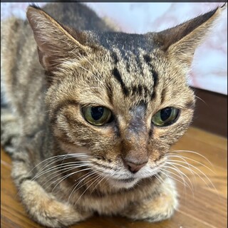 小さめの女の子♡甘えたでナデナデ大好き