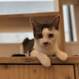 人が大好き生後3ヶ月のぐらくん！