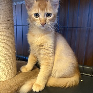 和菓子兄妹♡かりんとくん