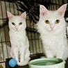 【12/14月島】シニア世帯向穏やかな長毛白猫パル サムネイル3