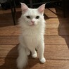【12/14月島】シニア世帯向穏やかな長毛白猫パル サムネイル4