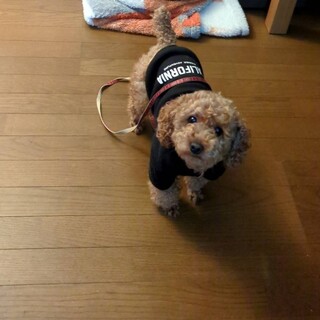 散歩が好きなトイプ７歳。嫌なことをすると噛みます。