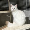 【12/14月島】シニア世帯向穏やかな長毛白猫パル サムネイル7
