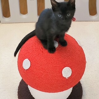 人馴ればつぐんのマオマオちゃん