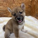 柴犬３ヶ月