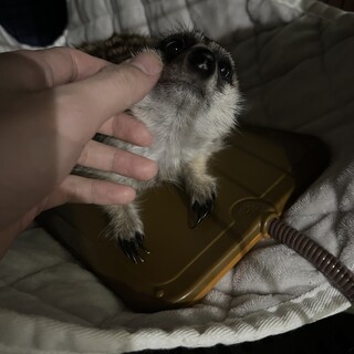 2歳7ヶ月♀ミーアキャット