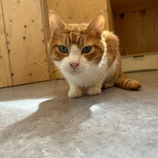 なでなで好きな男の子かえでくん