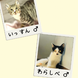子猫いっぱい店内ふれあい譲渡会 サムネイル3